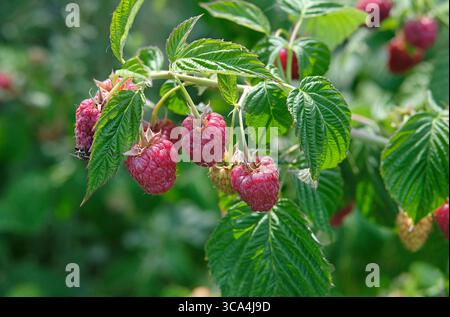 lamponi rossi maturi su cespuglio in un giardino inglese, norfolk, inghilterra Foto Stock