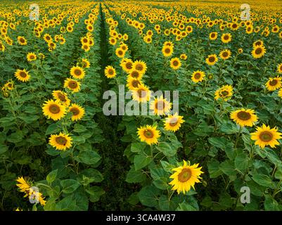 Molti campi di girasoli in fiore in estate. Agricoltura in Polonia. Foto Stock
