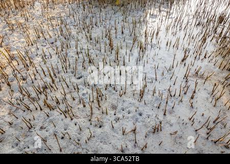 Le radici della foresta di mangrovie sporgono dal fondo sabbioso di Mangrove Beach a Umm al Quwain, Emirati Arabi Uniti, bassa marea. Foto Stock