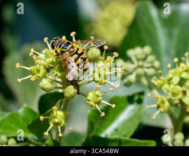 Hoverfly (Myathropa florea) su fiori di edera. Andover, Hampshire, Inghilterra. Foto Stock