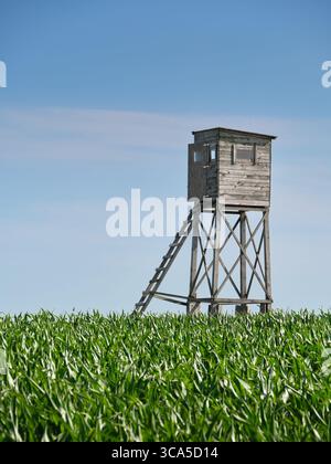 Torre di caccia in legno che si erge sopra il verde campo di mais sotto il cielo azzurro in una giornata estiva di sole nel paesaggio rurale. Foto Stock