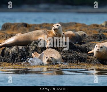 Un gruppo di affascinanti foche del porto (Phoca vitulina) gode del sole su una costa frastagliata e ricoperta di alghe. In primo piano, una guarnizione è il tappo Foto Stock