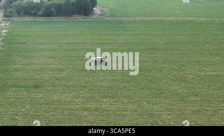 Trattore agricolo che applica prodotti chimici per la protezione del raccolto al campo di soia nell'Italia settentrionale Foto Stock