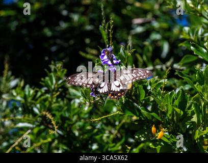 8 maggio 2022, Sydney, nuovo Galles del Sud, Australia: Dainty Swallowtail Butterfly (Papilio anactus) sorseggiando nettare da un fiore a Sydney, nuovo Galles del Sud, Australia. Dainty Swallowtail, dingy swallowtail o piccola farfalla di agrumi è una farfalla di medie dimensioni della famiglia Papilionidae, endemica dell'Australia. Le Farfalle Dainty Swallowtail per adulti sono nere con macchie grigie, bianche e più piccole blu e rosse sulle ali e segni gialli lungo il corpo. Questa piccola e graziosa coda di rondine preferisce nutrirsi sia delle specie di agrumi autoctone che dei molti agrumi introdotti. (Immagine di credito: © Tara Foto Stock