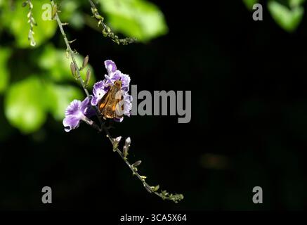 8 maggio 2022, Sydney, nuovo Galles del Sud, Australia: Dainty Swallowtail Butterfly (Papilio anactus) sorseggiando nettare da un fiore a Sydney, nuovo Galles del Sud, Australia. Dainty Swallowtail, dingy swallowtail o piccola farfalla di agrumi è una farfalla di medie dimensioni della famiglia Papilionidae, endemica dell'Australia. Le Farfalle Dainty Swallowtail per adulti sono nere con macchie grigie, bianche e più piccole blu e rosse sulle ali e segni gialli lungo il corpo. Questa piccola e graziosa coda di rondine preferisce nutrirsi sia delle specie di agrumi autoctone che dei molti agrumi introdotti. (Immagine di credito: © Tara Foto Stock
