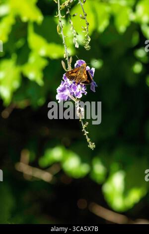 8 maggio 2022, Sydney, nuovo Galles del Sud, Australia: Dainty Swallowtail Butterfly (Papilio anactus) sorseggiando nettare da un fiore a Sydney, nuovo Galles del Sud, Australia. Dainty Swallowtail, dingy swallowtail o piccola farfalla di agrumi è una farfalla di medie dimensioni della famiglia Papilionidae, endemica dell'Australia. Le Farfalle Dainty Swallowtail per adulti sono nere con macchie grigie, bianche e più piccole blu e rosse sulle ali e segni gialli lungo il corpo. Questa piccola e graziosa coda di rondine preferisce nutrirsi sia delle specie di agrumi autoctone che dei molti agrumi introdotti. (Immagine di credito: © Tara Foto Stock