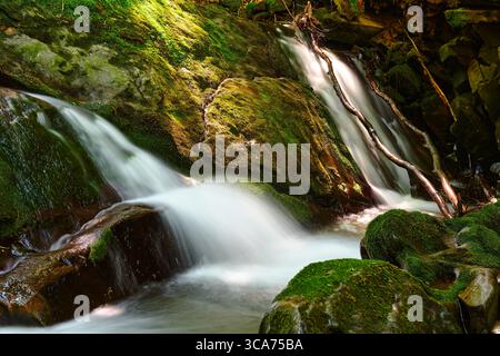 Sereno ruscello della foresta con rocce coperte di muschio e acqua corrente Foto Stock