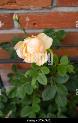 Wollerton Old Hall, rosa inglese da arrampicata allevata da David Austin, arrampicata su un supporto in metallo per scala contro una parete di mattoni. Foto Stock
