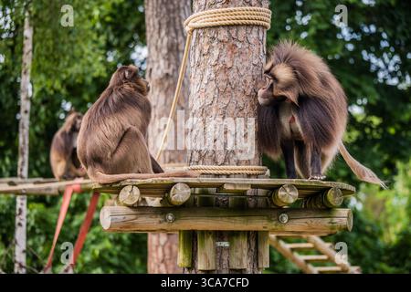 Gelada baboon Theropithecus gelada, comunemente noto come scimmia cuore sanguinante. Femmina e maschio. Foto Stock