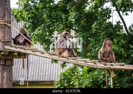 Gelada baboon Theropithecus gelada, comunemente noto come scimmia cuore sanguinante. Femmina e maschio. Foto Stock