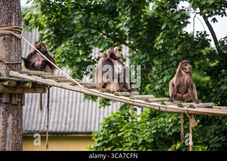 Gelada baboon Theropithecus gelada, comunemente noto come scimmia cuore sanguinante. Femmina e maschio. Foto Stock