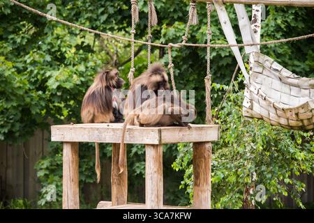 Gelada baboon Theropithecus gelada, comunemente noto come scimmia cuore sanguinante. Femmina e maschio. Foto Stock
