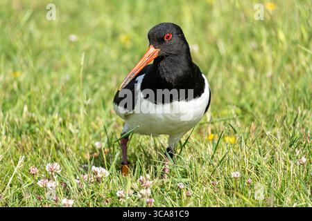 Oystercatcher eurasiatico ad anello (Haematopus ostralegus) sul prato Foto Stock