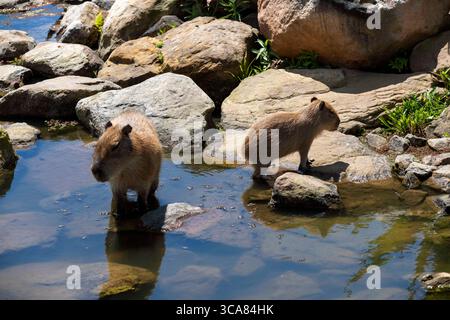 6 novembre 2022, Sydney, nuovo Galles del Sud, Australia: Capybara per adulti e ragazzi (Hydrochoerus hydrochaeris) nello zoo di Sydney, Sydney, nuovo Galles del Sud, Australia. Il capybara o capybara maggiore è un roditore gigante originario del Sud America, anche se una piccola popolazione invasiva è stata osservata in Florida. I Capybaras sono roditori marroni dai capelli corti con noci smussati, gambe corte, piccole orecchie e quasi nessuna coda. Sono timidi e si associano in gruppi lungo le rive di laghi e fiumi. Di solito si nutrono al mattino e alla sera e trascorrono la maggior parte della giornata riposando sotto copertura lungo le rive. (Credito a me Foto Stock