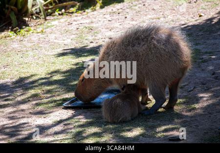 20 novembre 2022, Sydney, nuovo Galles del Sud, Australia: Capybara per adulti e bambini (Hydrochoerus hydrochaeris) nello zoo di Sydney, Sydney, nuovo Galles del Sud, Australia. Il capybara o capybara maggiore è un roditore gigante originario del Sud America, anche se una piccola popolazione invasiva è stata osservata in Florida. I Capybaras sono roditori marroni dai capelli corti con noci smussati, gambe corte, piccole orecchie e quasi nessuna coda. Sono timidi e si associano in gruppi lungo le rive di laghi e fiumi. Di solito si nutrono al mattino e alla sera e trascorrono la maggior parte della giornata riposando sotto copertura lungo le rive. (Credito IM Foto Stock