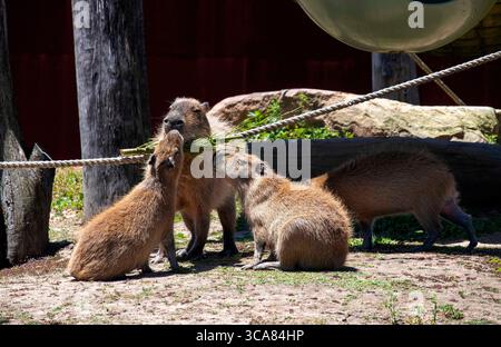 20 novembre 2022, Sydney, nuovo Galles del Sud, Australia: Capybara per adulti e bambini (Hydrochoerus hydrochaeris) nello zoo di Sydney, Sydney, nuovo Galles del Sud, Australia. Il capybara o capybara maggiore è un roditore gigante originario del Sud America, anche se una piccola popolazione invasiva è stata osservata in Florida. I Capybaras sono roditori marroni dai capelli corti con noci smussati, gambe corte, piccole orecchie e quasi nessuna coda. Sono timidi e si associano in gruppi lungo le rive di laghi e fiumi. Di solito si nutrono al mattino e alla sera e trascorrono la maggior parte della giornata riposando sotto copertura lungo le rive. (Credito IM Foto Stock