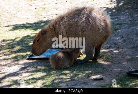20 novembre 2022, Sydney, nuovo Galles del Sud, Australia: Capybara per adulti e bambini (Hydrochoerus hydrochaeris) nello zoo di Sydney, Sydney, nuovo Galles del Sud, Australia. Il capybara o capybara maggiore è un roditore gigante originario del Sud America, anche se una piccola popolazione invasiva è stata osservata in Florida. I Capybaras sono roditori marroni dai capelli corti con noci smussati, gambe corte, piccole orecchie e quasi nessuna coda. Sono timidi e si associano in gruppi lungo le rive di laghi e fiumi. Di solito si nutrono al mattino e alla sera e trascorrono la maggior parte della giornata riposando sotto copertura lungo le rive. (Credito IM Foto Stock