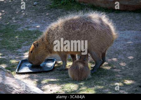 20 novembre 2022, Sydney, nuovo Galles del Sud, Australia: Capybara per adulti e bambini (Hydrochoerus hydrochaeris) nello zoo di Sydney, Sydney, nuovo Galles del Sud, Australia. Il capybara o capybara maggiore è un roditore gigante originario del Sud America, anche se una piccola popolazione invasiva è stata osservata in Florida. I Capybaras sono roditori marroni dai capelli corti con noci smussati, gambe corte, piccole orecchie e quasi nessuna coda. Sono timidi e si associano in gruppi lungo le rive di laghi e fiumi. Di solito si nutrono al mattino e alla sera e trascorrono la maggior parte della giornata riposando sotto copertura lungo le rive. (Credito IM Foto Stock
