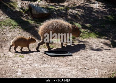 20 novembre 2022, Sydney, nuovo Galles del Sud, Australia: Capybara per adulti e bambini (Hydrochoerus hydrochaeris) nello zoo di Sydney, Sydney, nuovo Galles del Sud, Australia. Il capybara o capybara maggiore è un roditore gigante originario del Sud America, anche se una piccola popolazione invasiva è stata osservata in Florida. I Capybaras sono roditori marroni dai capelli corti con noci smussati, gambe corte, piccole orecchie e quasi nessuna coda. Sono timidi e si associano in gruppi lungo le rive di laghi e fiumi. Di solito si nutrono al mattino e alla sera e trascorrono la maggior parte della giornata riposando sotto copertura lungo le rive. (Credito IM Foto Stock
