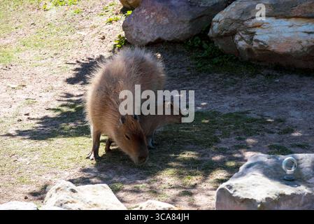 20 novembre 2022, Sydney, nuovo Galles del Sud, Australia: Capybara per adulti e bambini (Hydrochoerus hydrochaeris) nello zoo di Sydney, Sydney, nuovo Galles del Sud, Australia. Il capybara o capybara maggiore è un roditore gigante originario del Sud America, anche se una piccola popolazione invasiva è stata osservata in Florida. I Capybaras sono roditori marroni dai capelli corti con noci smussati, gambe corte, piccole orecchie e quasi nessuna coda. Sono timidi e si associano in gruppi lungo le rive di laghi e fiumi. Di solito si nutrono al mattino e alla sera e trascorrono la maggior parte della giornata riposando sotto copertura lungo le rive. (Credito IM Foto Stock