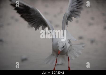 Gabbiano dalla testa nera (Chroicocephalus ridibundus) che scende in volo su un lago, le ali si spalancano, nel piumaggio invernale, nella scena urbana dell'Asia orientale. Foto Stock