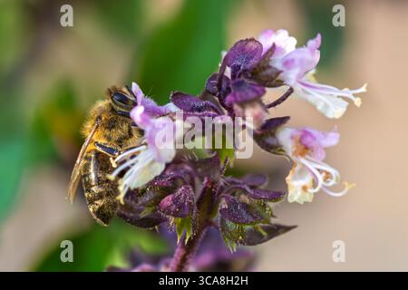 Primo piano di Apis mellifera, l'ape di miele occidentale, che impollina un fiore di basilico viola. Vista dettagliata di ali, pellicce, polline, con una a verde sfocata Foto Stock