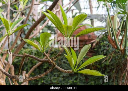 Le giovani foglie di frangipani crescono in verde fresco su un ramo ramificato. Lo sfondo mostra la vegetazione tropicale. Foto Stock
