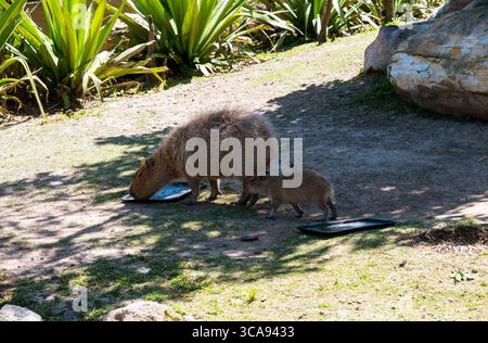 20 novembre 2022, Sydney, nuovo Galles del Sud, Australia: Capybara per adulti e bambini (Hydrochoerus hydrochaeris) nello zoo di Sydney, Sydney, nuovo Galles del Sud, Australia. Il capybara o capybara maggiore è un roditore gigante originario del Sud America, anche se una piccola popolazione invasiva è stata osservata in Florida. I Capybaras sono roditori marroni dai capelli corti con noci smussati, gambe corte, piccole orecchie e quasi nessuna coda. Sono timidi e si associano in gruppi lungo le rive di laghi e fiumi. Di solito si nutrono al mattino e alla sera e trascorrono la maggior parte della giornata riposando sotto copertura lungo le rive. (Credito IM Foto Stock