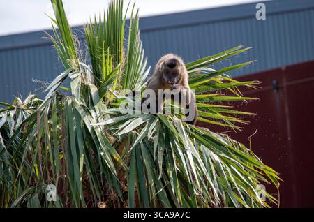 28 agosto 2022, Sydney, nuovo Galles del Sud, Australia: Cappuccini tufted (Cebus apella) nello zoo di Sydney, Sydney, nuovo Galles del Sud, Australia. I cappuccini tufted, noti anche come cappuccini bruni, cappuccini con cappa nera o scimmia pin, sono un primate del nuovo mondo del Sud America e delle isole caraibiche di Trinidad e Margarita. I Cappuccini tufati hanno una coda prehensile che agisce come un quinto arto quando i cappuccini viaggiano attraverso gli alberi. Ci sono due â tufted˜hornsâ sopra gli occhi che danno loro l'altro nome, Tufted Capuchin. I Cappuccini tufati sono onnivori e mangiano noci, frutta, insetti, rana Foto Stock