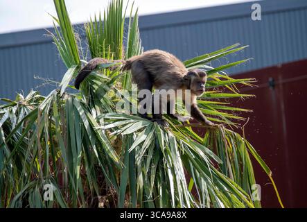 28 agosto 2022, Sydney, nuovo Galles del Sud, Australia: Cappuccini tufted (Cebus apella) nello zoo di Sydney, Sydney, nuovo Galles del Sud, Australia. I cappuccini tufted, noti anche come cappuccini bruni, cappuccini con cappa nera o scimmia pin, sono un primate del nuovo mondo del Sud America e delle isole caraibiche di Trinidad e Margarita. I Cappuccini tufati hanno una coda prehensile che agisce come un quinto arto quando i cappuccini viaggiano attraverso gli alberi. Ci sono due â tufted˜hornsâ sopra gli occhi che danno loro l'altro nome, Tufted Capuchin. I Cappuccini tufati sono onnivori e mangiano noci, frutta, insetti, rana Foto Stock