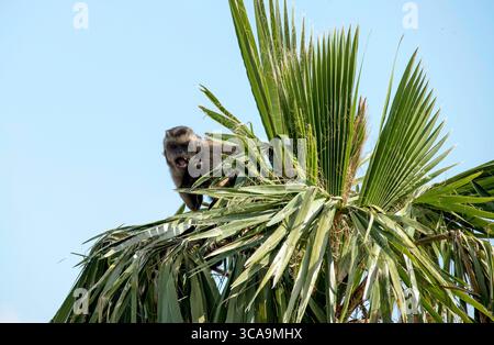 28 agosto 2022, Sydney, nuovo Galles del Sud, Australia: Cappuccini tufted (Cebus apella) nello zoo di Sydney, Sydney, nuovo Galles del Sud, Australia. I cappuccini tufted, noti anche come cappuccini bruni, cappuccini con cappa nera o scimmia pin, sono un primate del nuovo mondo del Sud America e delle isole caraibiche di Trinidad e Margarita. I Cappuccini tufati hanno una coda prehensile che agisce come un quinto arto quando i cappuccini viaggiano attraverso gli alberi. Ci sono due â tufted˜hornsâ sopra gli occhi che danno loro l'altro nome, Tufted Capuchin. I Cappuccini tufati sono onnivori e mangiano noci, frutta, insetti, rana Foto Stock
