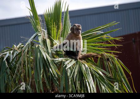 28 agosto 2022, Sydney, nuovo Galles del Sud, Australia: Cappuccini tufted (Cebus apella) nello zoo di Sydney, Sydney, nuovo Galles del Sud, Australia. I cappuccini tufted, noti anche come cappuccini bruni, cappuccini con cappa nera o scimmia pin, sono un primate del nuovo mondo del Sud America e delle isole caraibiche di Trinidad e Margarita. I Cappuccini tufati hanno una coda prehensile che agisce come un quinto arto quando i cappuccini viaggiano attraverso gli alberi. Ci sono due â tufted˜hornsâ sopra gli occhi che danno loro l'altro nome, Tufted Capuchin. I Cappuccini tufati sono onnivori e mangiano noci, frutta, insetti, rana Foto Stock