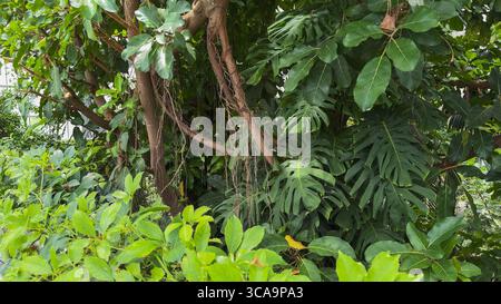 Un folto gruppo di piante tropicali presenta grandi foglie verdi, viti tortuose e rami intrecciati. Foto Stock