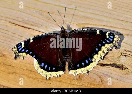 Un Morning Cloak' Nymphalis Antiopa', farfalla su una ringhiera di legno di colore chiaro nella rurale Alberta Canada Foto Stock