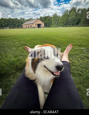Punto di vista del relax con un grande cane soffice su un pascolo erboso con fienile sullo sfondo Foto Stock
