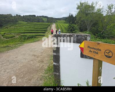 Sentiero escursionistico nella piantagione di tè attraverso i campi di Camellia sinensis sull'isola di São Miguel, Azzorre, Portogallo. Foto Stock