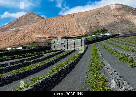 Terreni agricoli vulcanici sull'isola di Lanzarote, Isole Canarie Foto Stock