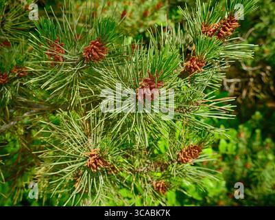 YACHATS, OREGON - 24 giugno 2025 - primo piano di un ramo di pino costiero con coni di polline che crescono su di esso, nell'area panoramica di Capo Perpetua Foto Stock