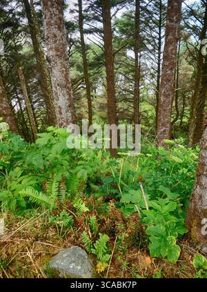 YACHATS, OREGON - 24 giugno 2025 - lussureggianti felci che tappano il fondo della foresta sotto torreggianti pini nel bosco costiero dell'Oregon Capo Perpetua Foto Stock