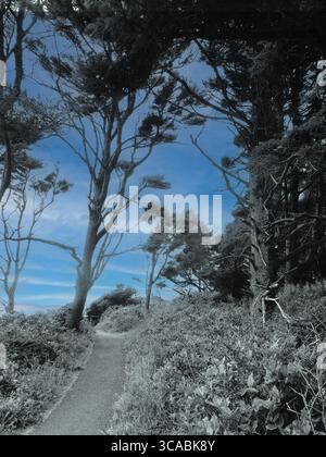 YACHATS, OREGON - 24 giugno 2025 - sentiero escursionistico che si snoda attraverso una foresta verdeggiante sotto cieli azzurri presso il punto panoramico di Cape Perpetua Foto Stock
