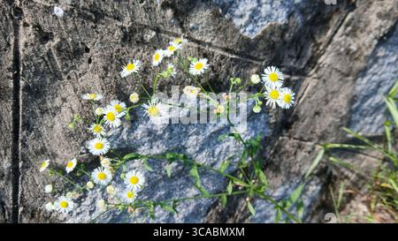 Bellissimi piccoli fiori selvatici che crescono contro una superficie di pietra intemprata all'aperto Foto Stock