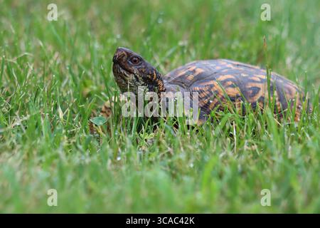 Una tartaruga scatolata che cammina nell'erba Foto Stock