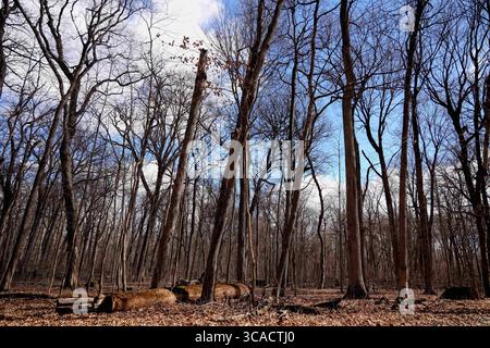 17 febbraio 2023, Funks Grove, Illinois, Stati Uniti: Lungo la storica Route 66 (la strada madre) tra Bloomington e McLean Illinois, il vecchio legname di Funks Grove lascia il posto a una nuova crescita e i secchi di raccolta galvanizzati in argento lasciano il posto a nuovi metodi di utilizzo di tubi e pompe per raccogliere la linfa dagli aceri. Nonostante i cambiamenti ambientali e di processo, la tradizione di produrre sciroppo d'acero ogni primavera continua. (Immagine di credito: © Alan Look/ZUMA Press Wire) Foto Stock