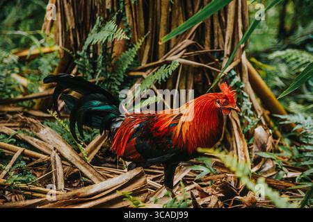 Primo piano di un vivace gallo selvatico nella lussureggiante giungla dell'isola di Moorea, Polinesia francese. Foto Stock