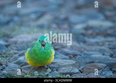 Un singolo pappagallo maschio dalle rugole rosse che si fa strada lungo un letto del fiume stoney, nutrendosi di semi di fiori d'erba lungo il fiume Gwydir, nel nuovo Galles del Sud. Foto Stock