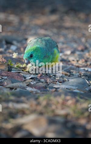 Un singolo pappagallo maschio dalle rugole rosse che si fa strada lungo un letto del fiume stoney, nutrendosi di semi di fiori d'erba lungo il fiume Gwydir, nel nuovo Galles del Sud. Foto Stock