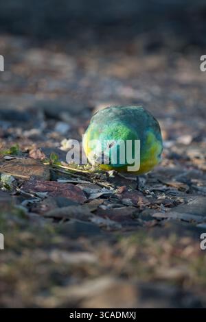 Un singolo pappagallo maschio dalle rugole rosse che si fa strada lungo un letto del fiume stoney, nutrendosi di semi di fiori d'erba lungo il fiume Gwydir, nel nuovo Galles del Sud. Foto Stock