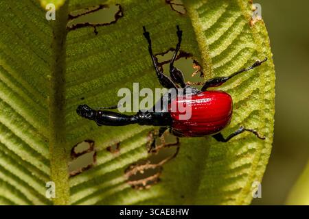 Weevil dal Madagascar con il collo di giraffa Foto Stock