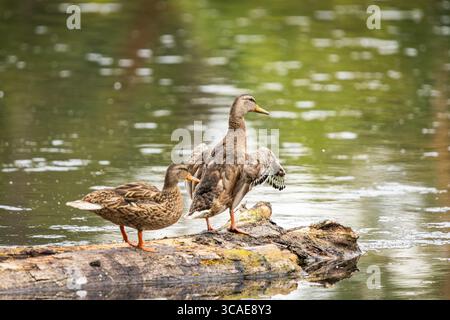 Una femmina Mallard Duck che batte le ali su un tronco al Whitaker Ponds Nature Park di Portland, Oregon Foto Stock