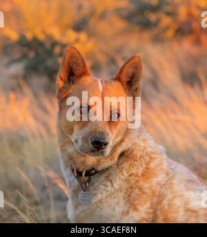 Un giovane maschio Red Heeler, un cane bovino australiano, in Arizona, Stati Uniti Foto Stock